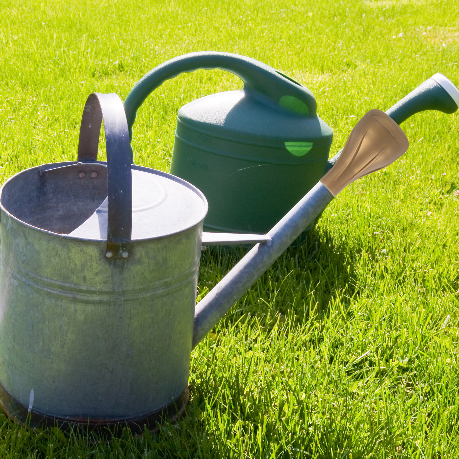 Plastic Water Can Sprinkler Ca - огляд і ціна Bonsai Gardening