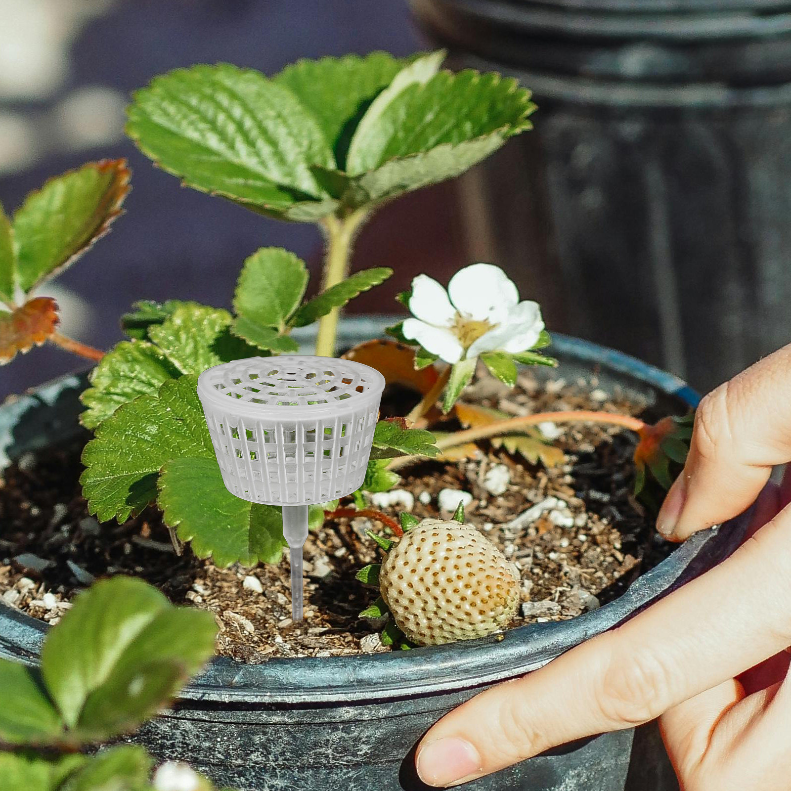 10Pcs Fertilizer Box Plastic L - огляд і ціна Bonsai Gardening