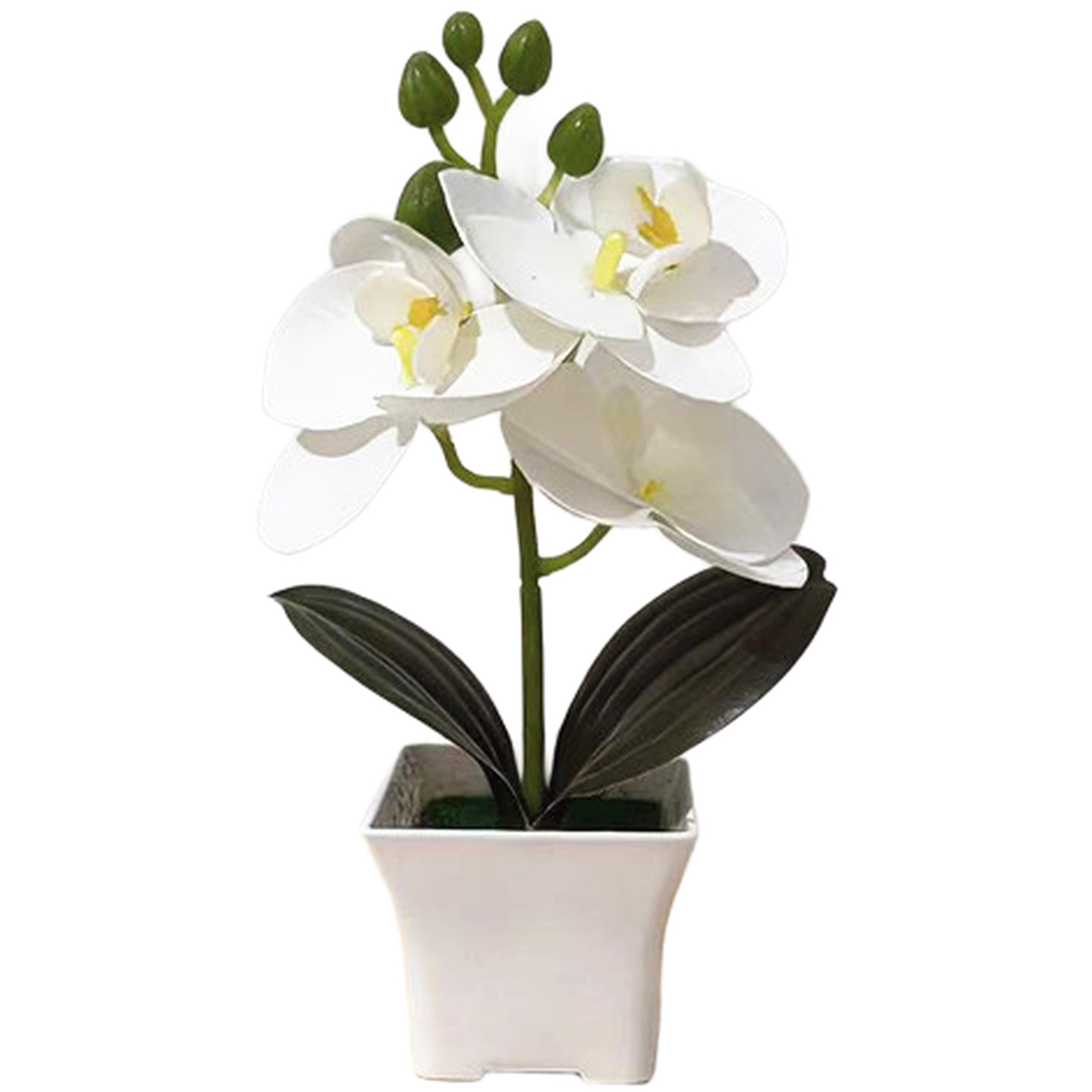 Plastic Phalaenopsis Orchid Fl - огляд і ціна Bonsai Garden Set Up