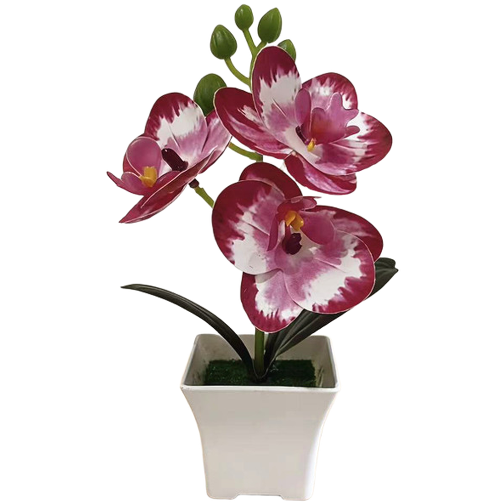 Plastic Phalaenopsis Orchid Fl - огляд і ціна Bonsai Garden Set Up