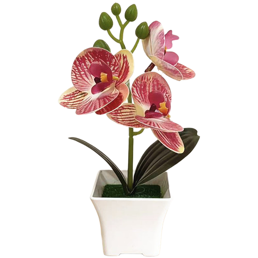 Plastic Phalaenopsis Orchid Fl - огляд і ціна Bonsai Garden Set Up